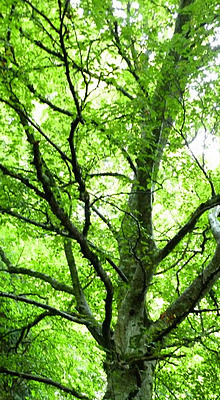 tree_at_falls_of_acharn-images_rob_roy_way.jpg