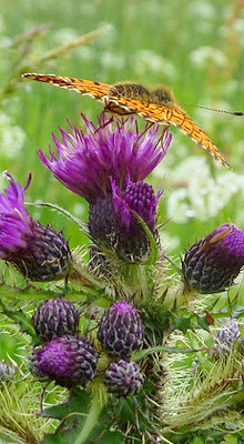 butterfly_and_thistle-fotos_rob-roy_way.jpg