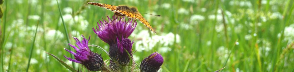 Hillwalk Scotland - Sustainable Tourism.